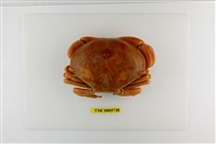 藏品(隆背瓢蟹)的圖片